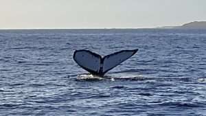 Adult humpback whale ‣ I Have An Idea