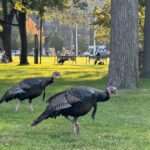 Turkeys ‣ I Have An Idea