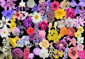 Flowers in Somerville ‣ I Have An Idea