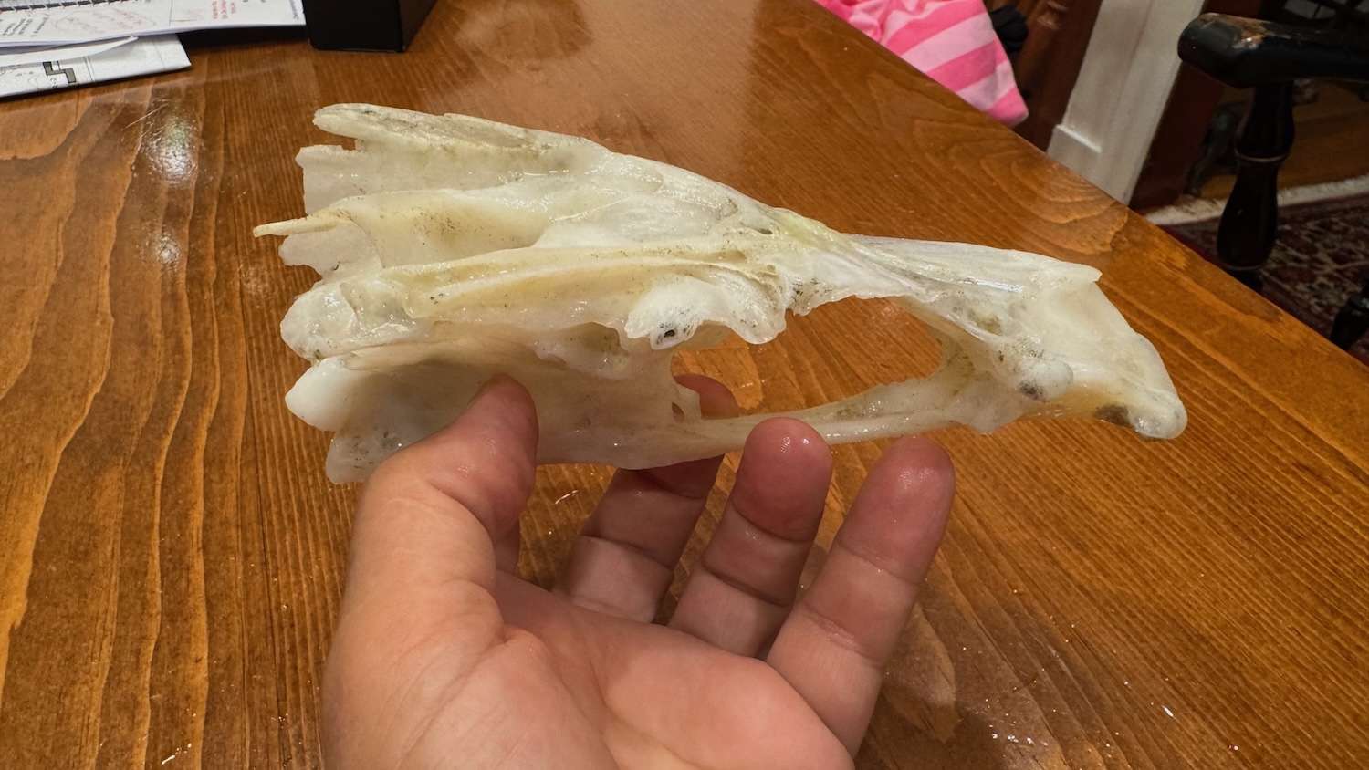 IMG_2015 ‣ I Have An Idea Hand holding a large, pale translucent piece of bone or cartilage on a wooden table.